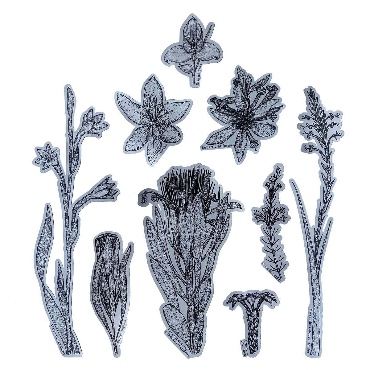 Plants of Table Mountain Sticker Pack